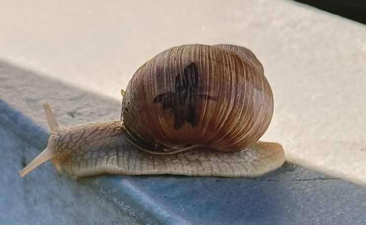 snail.png