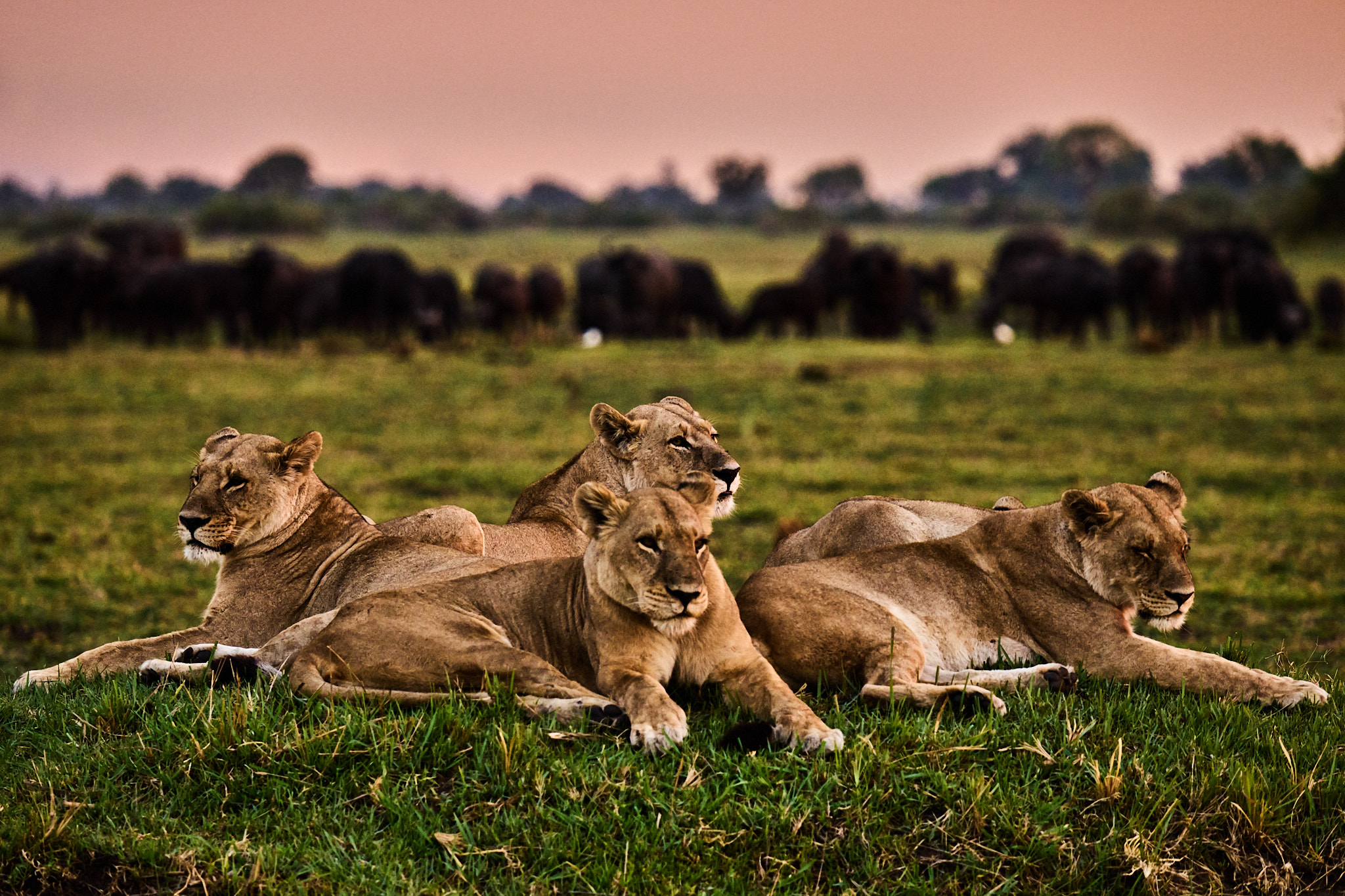 El privilegio de ver la naturaleza suceder