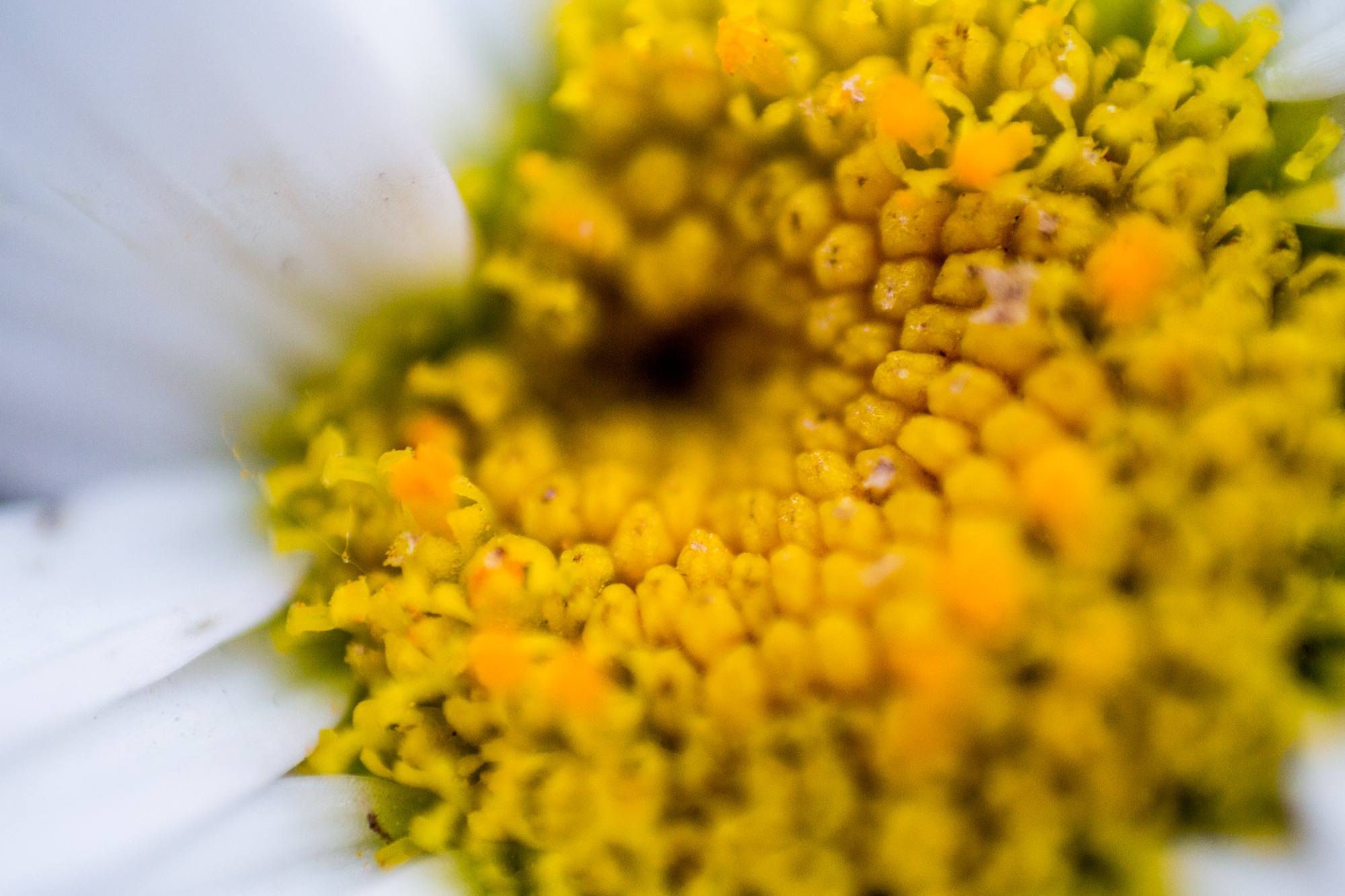 Fotos macro con cualquier lente…