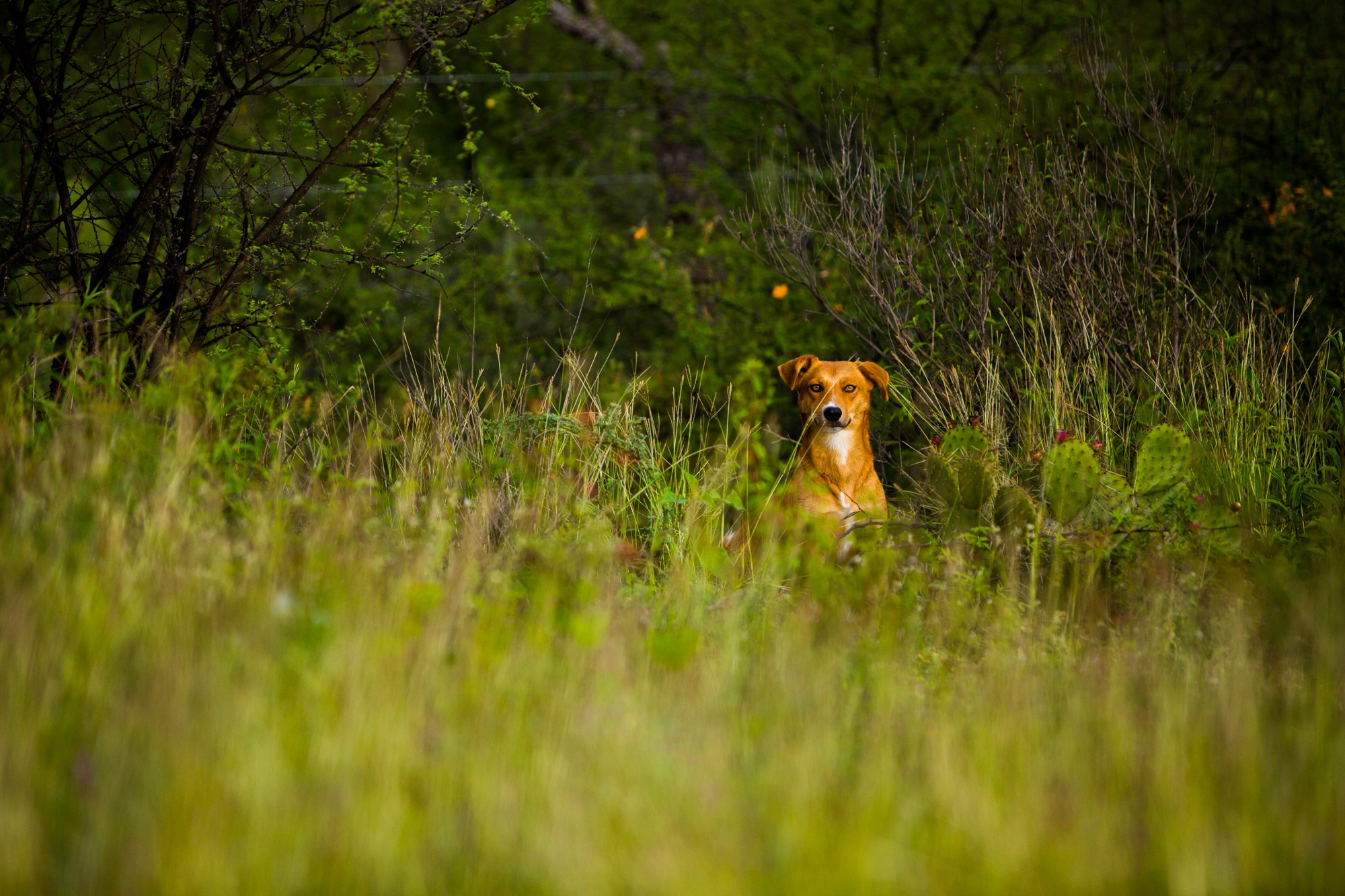 A foxy dog