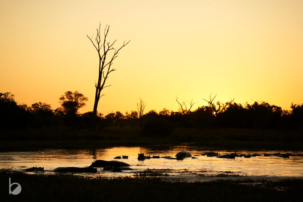 Hipop&oacute;tamos en su charca en el Okavango.